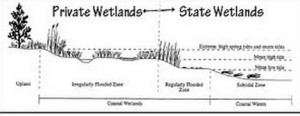 Tidal Wetlands